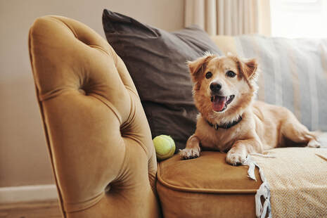 Dog on couch with tennis ball