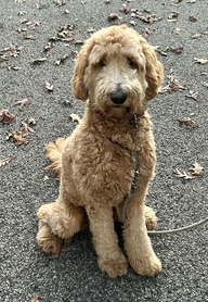 Charley the Goldendoodle