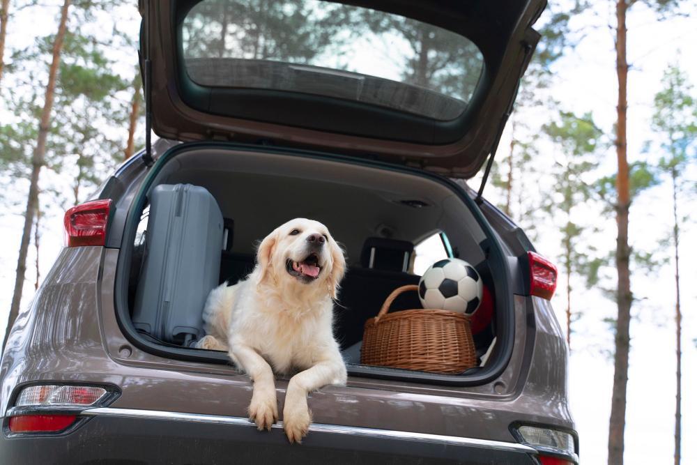 Picture of a golden retriever in the back of a family mini van with an open gate