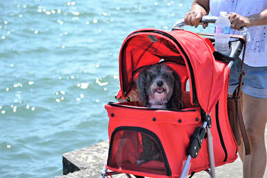 Photo of cute dog in stroller