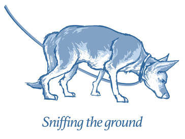 Dog sniffing the ground
