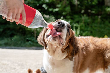 Picture of St. Bernard drinking water from a bottle